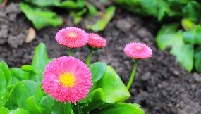 春天粉色菊花开放图片